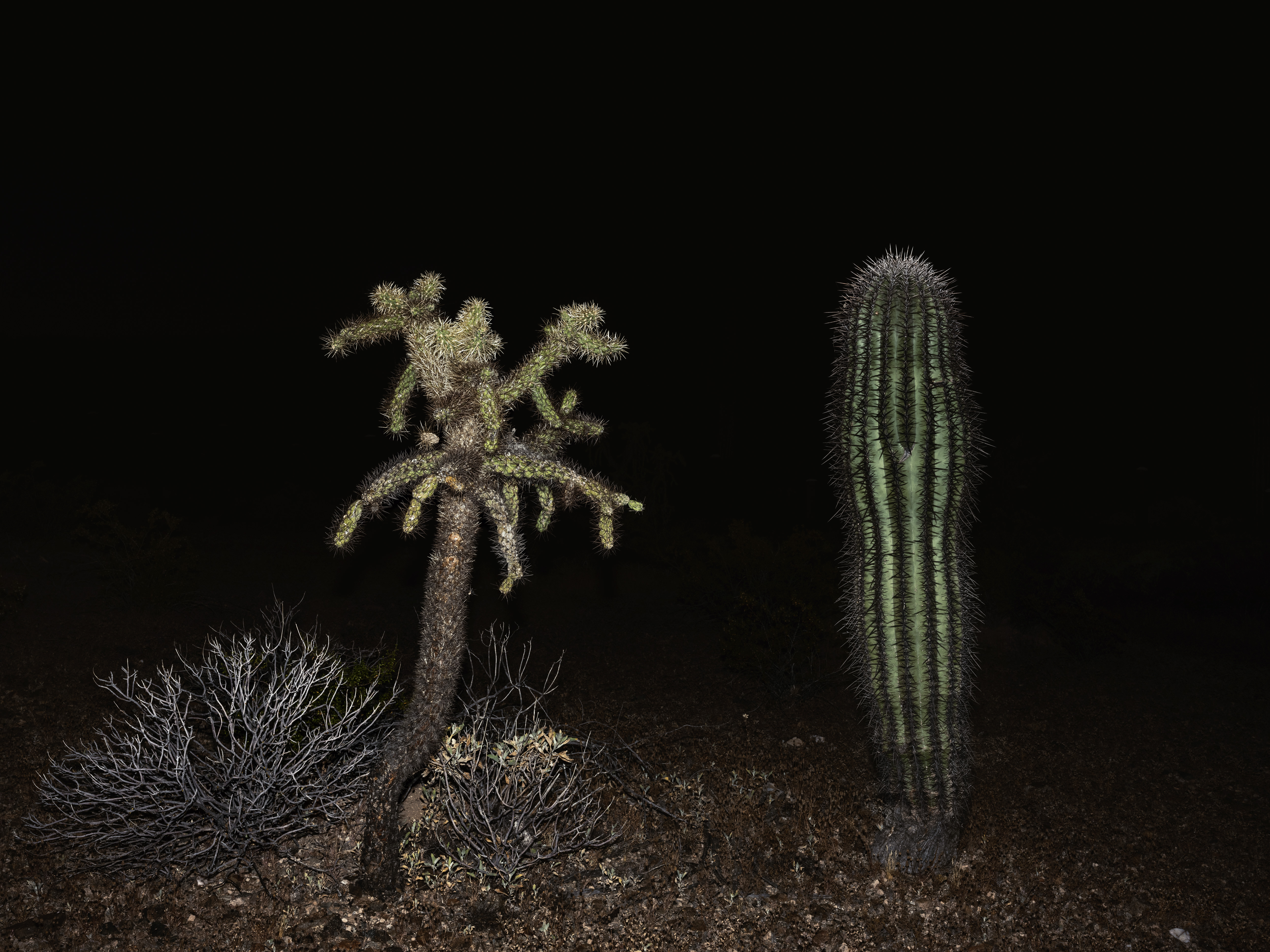 This image was taken by Magnum photographer Paolo Pellegrin in the Sonoran Desert, Mexico, in 2019
